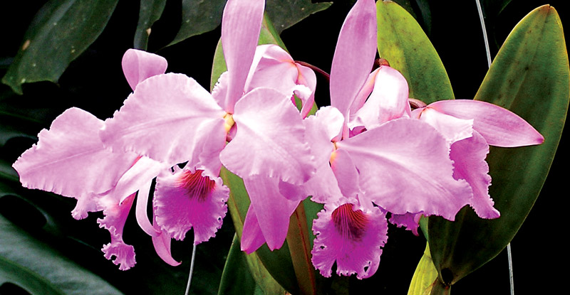 Orchids: beauty in danger