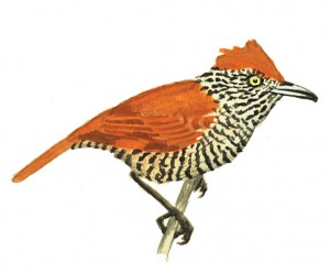 A bird illustration by Miles McMullen