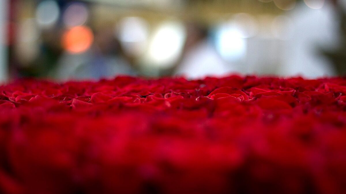 Roses at the Proflora Flower Convention in Bogotá