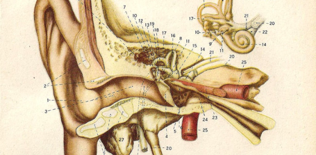 Antique ear illustration
