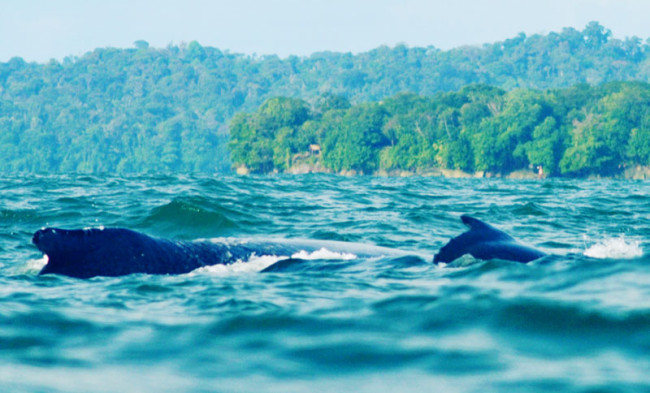 With the approaching whale watching season, one local NGO sets an example with its sustainable and community-led tourism.