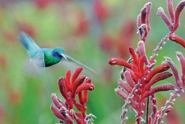 Bogota offers excellent vantage points for birders.