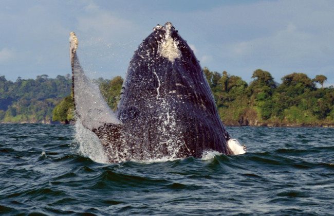 The whale season in Colombia starts mid July and runs until October.