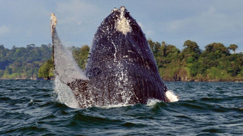 The whale season in Colombia starts mid July and runs until October.