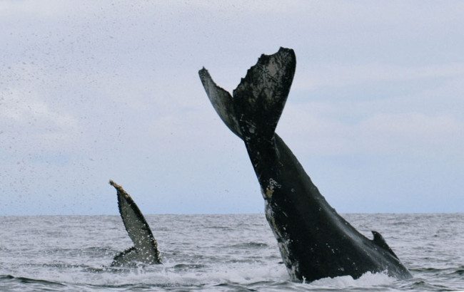 Whale watching season lasts four months along the Pacific.