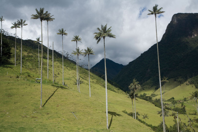 Colombia's national tree in the valley Cocora.