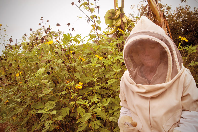 Caring for the bees in Cauca.