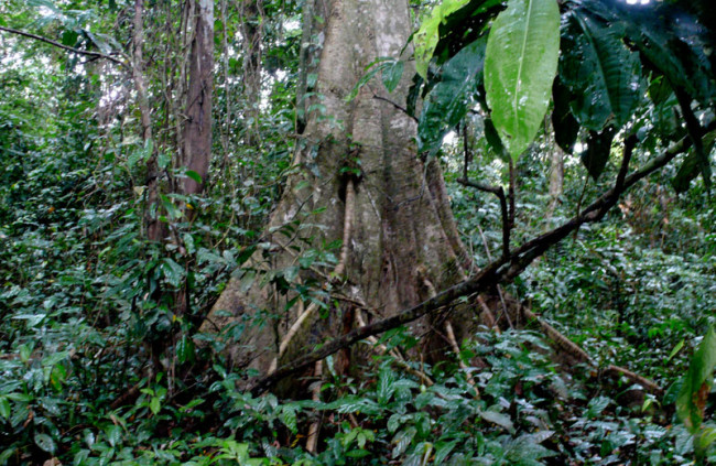 Tree Style works in the Darien to protect endangered species.