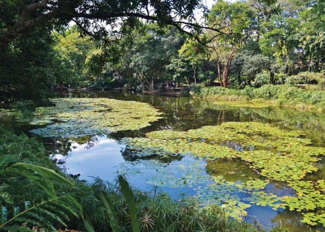 The botanical gardens of Medellin are a peaceful oasis.