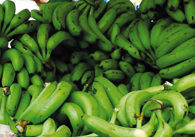 Banana's are at the heart of the economy of Santa Marta.