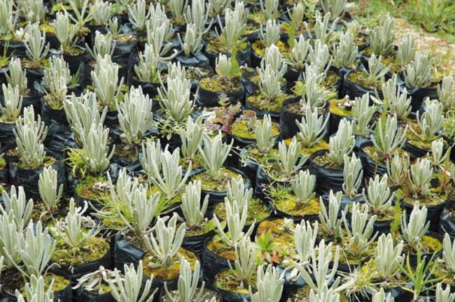 Frailejon nursery at Eco Minerals in Santander.