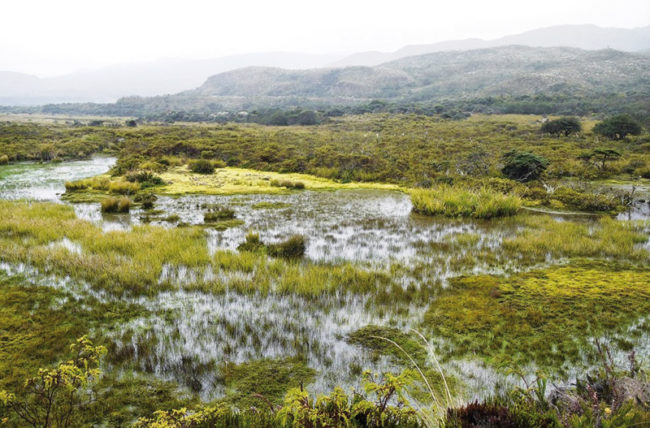 Close to Bogotá, Chingaza is a water reserve high in the Andes.