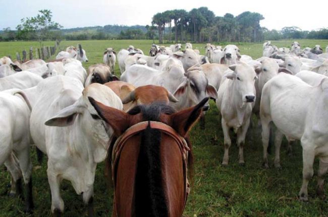 Lagos de Menegua, near Villavicencio.