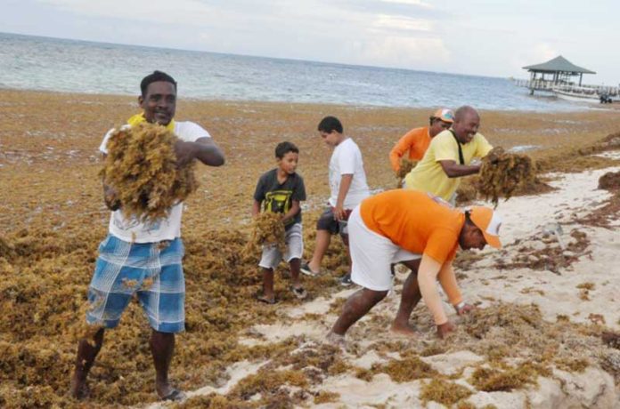 Islanders from San Andres remove kilometers of seaweed which washed ashore September.
