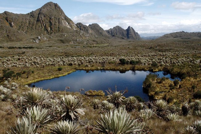 High altitude wetland in Colombia.