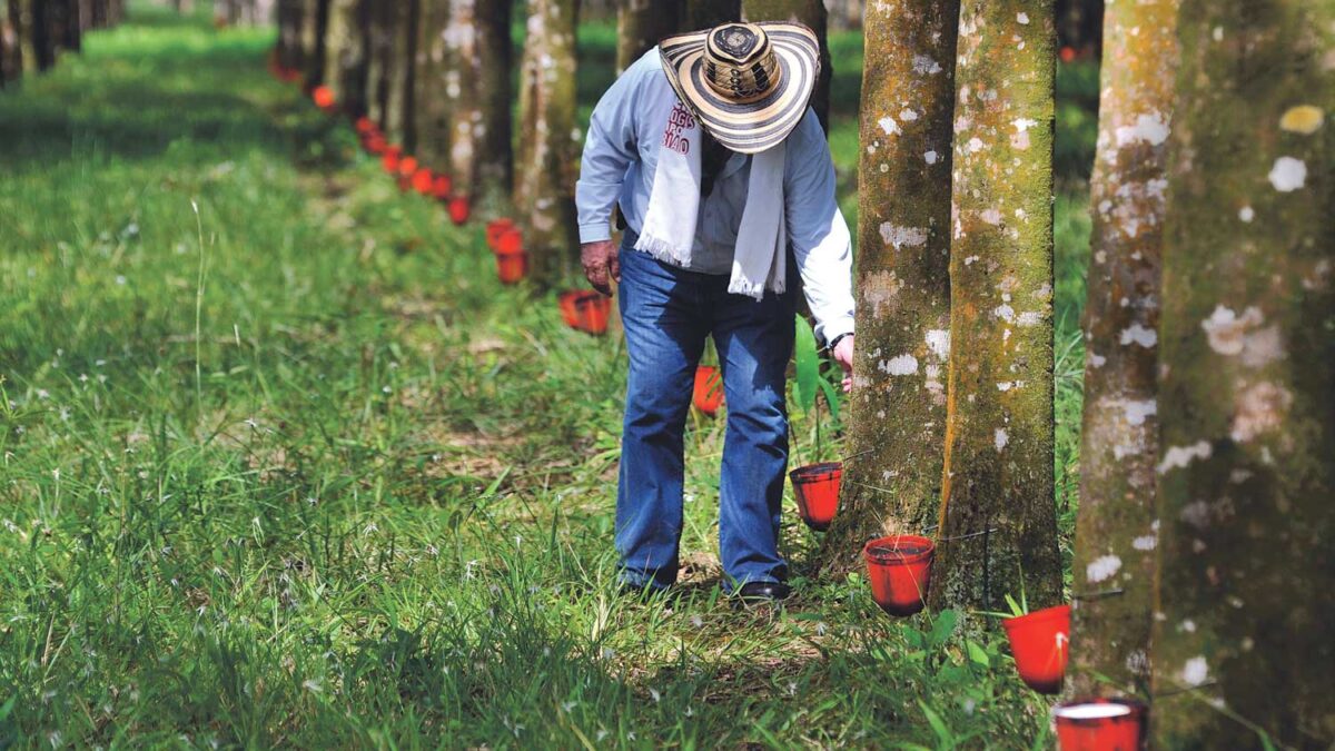 Colombia rubber rescues Amazon