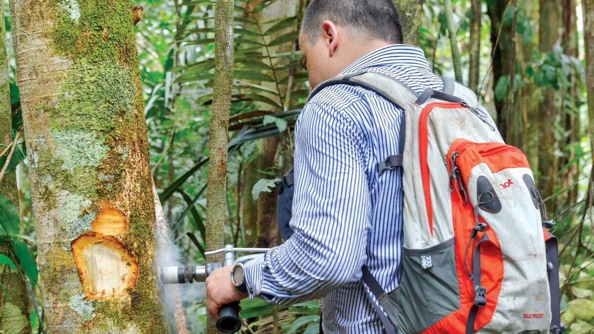 Henry Arellano measures carbon in tropical forests