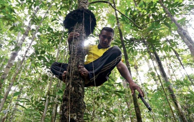 Measuring carbon in Colombia's forests
