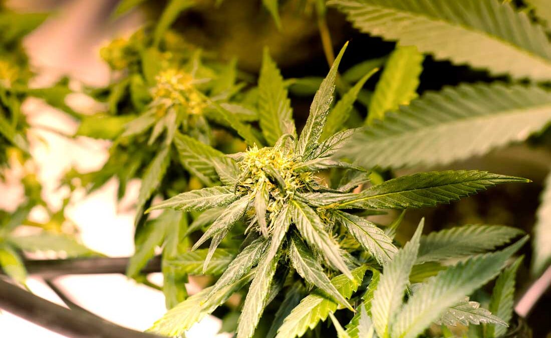 Legal marijuana growing in Colorado