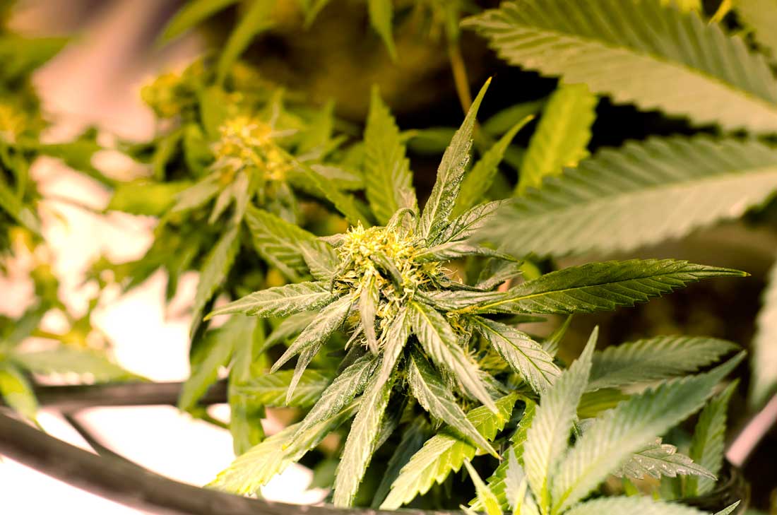 Legal marijuana growing in Colorado