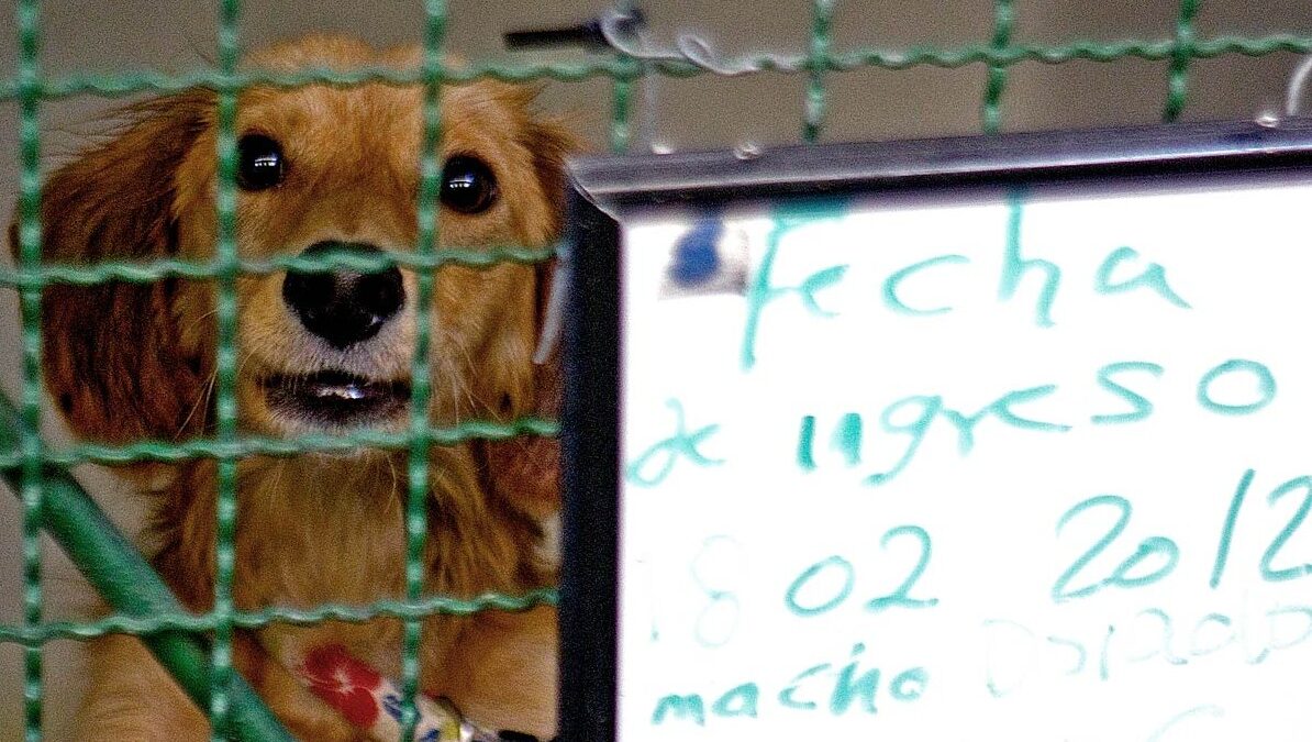Animal shelter in Bogotá