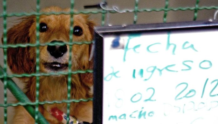Animal shelter in Bogotá