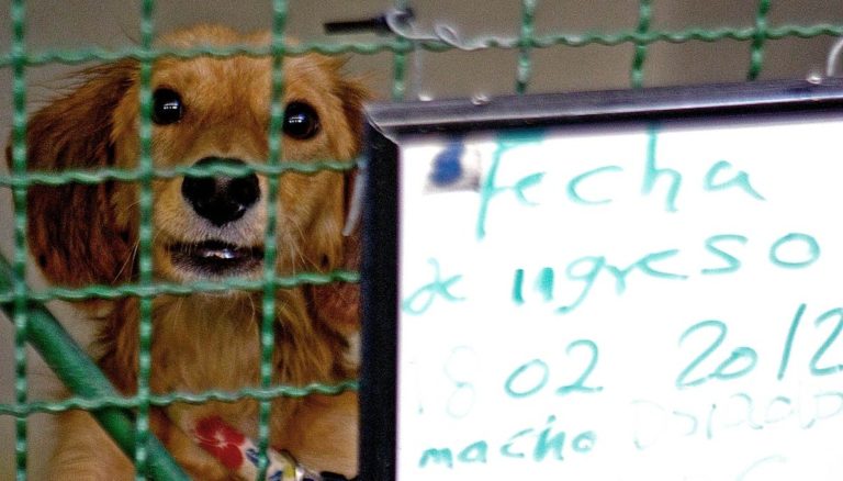 New law tackles animal abuse in Colombia