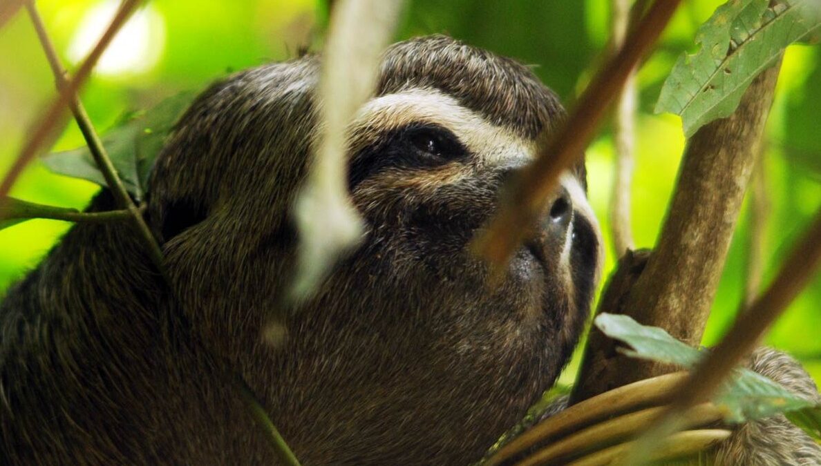 Sloth