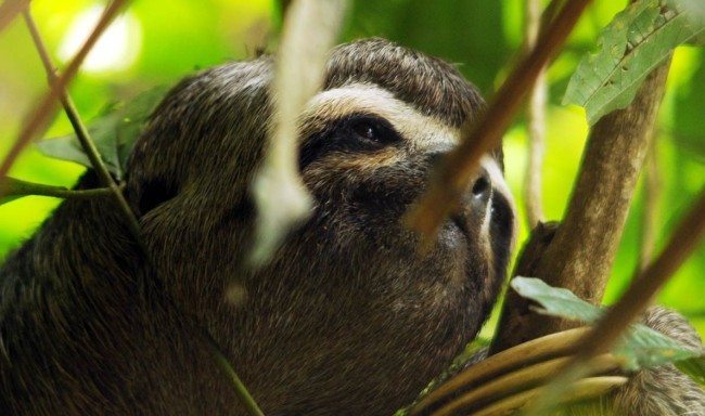 Sloth