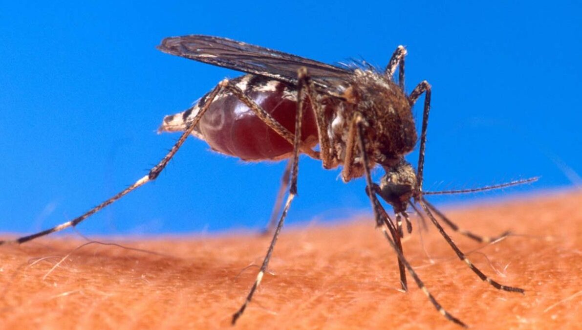 An Aedes Aegypti mosquito bites a human.