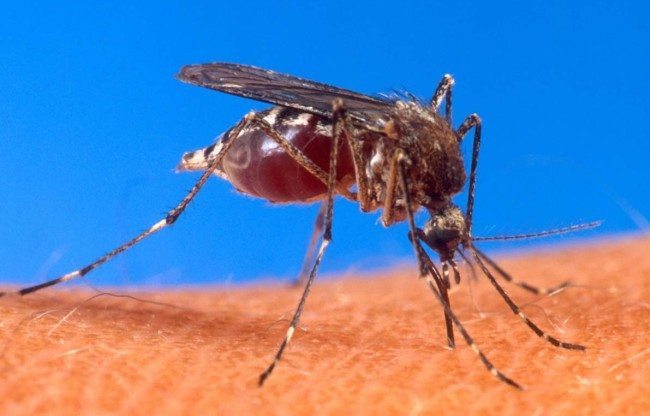 An Aedes Aegypti mosquito bites a human.
