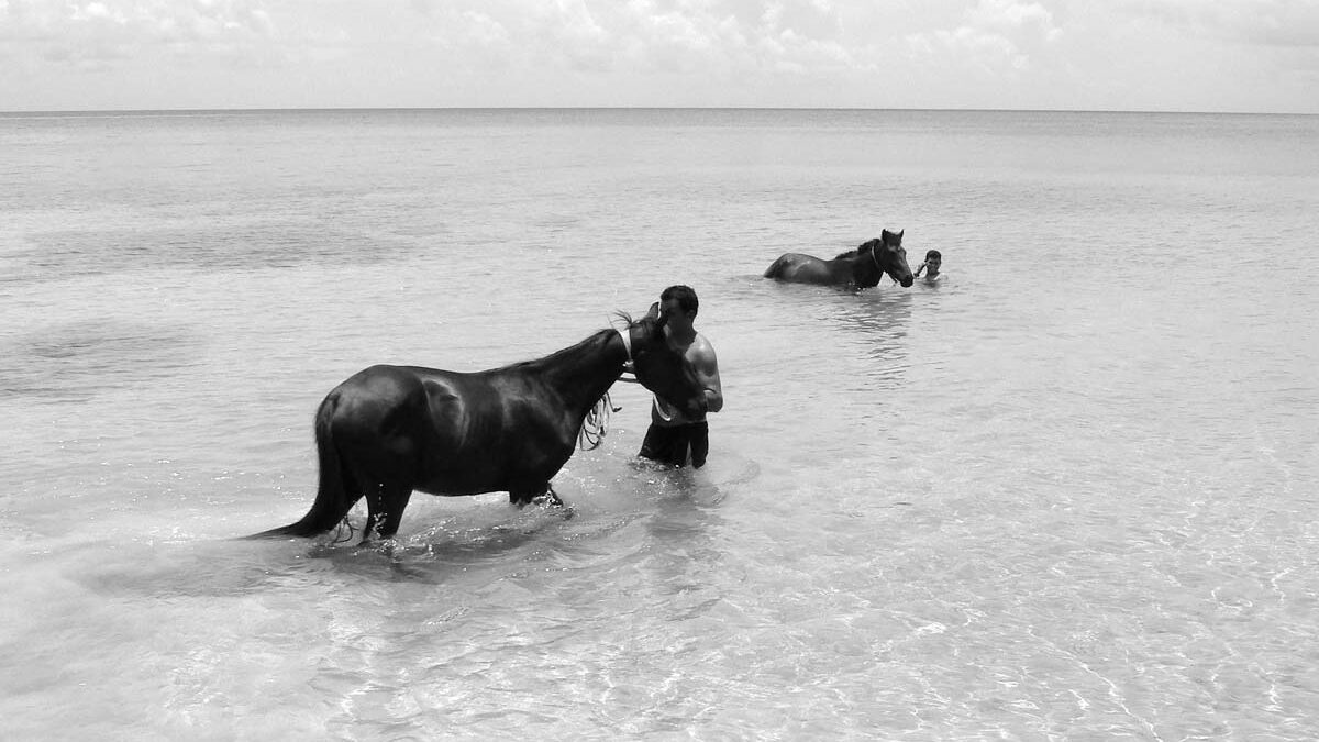 Horses in the water