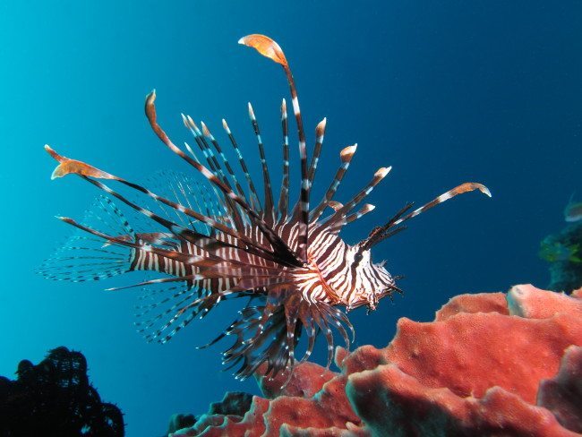 Red lionfish
