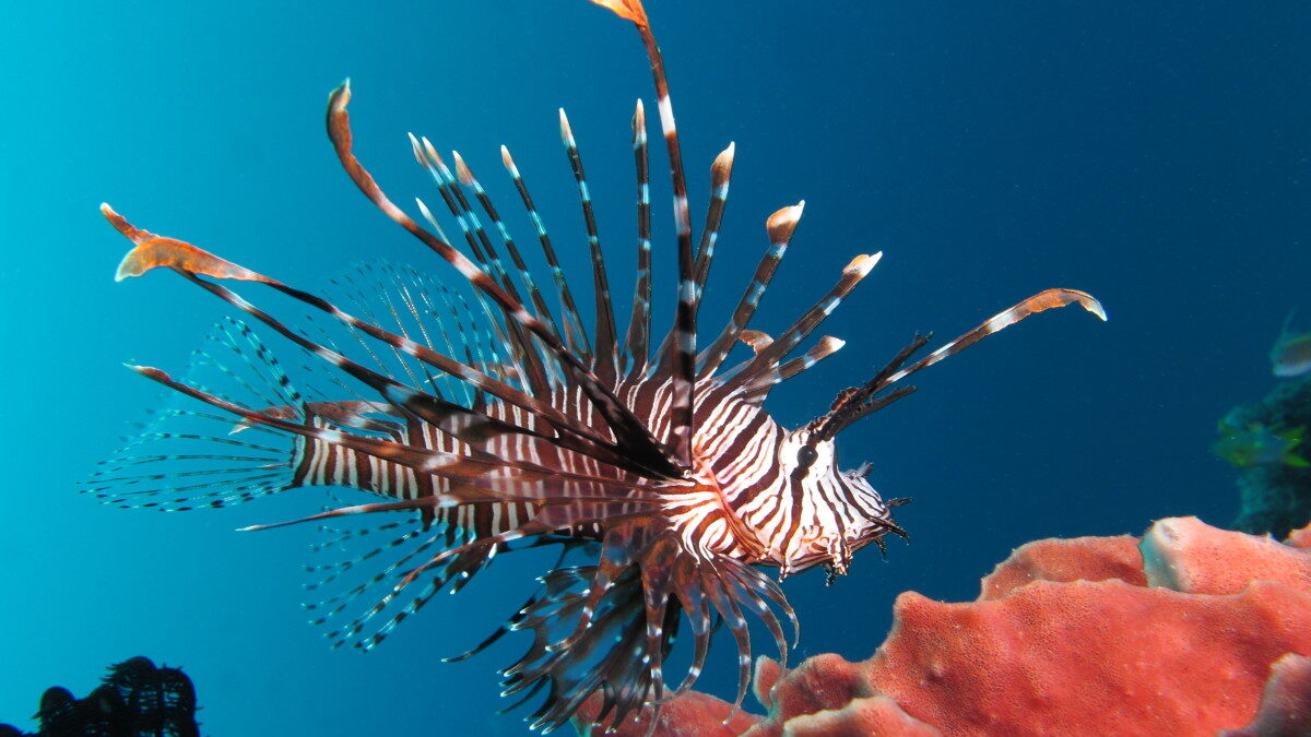 Red lionfish