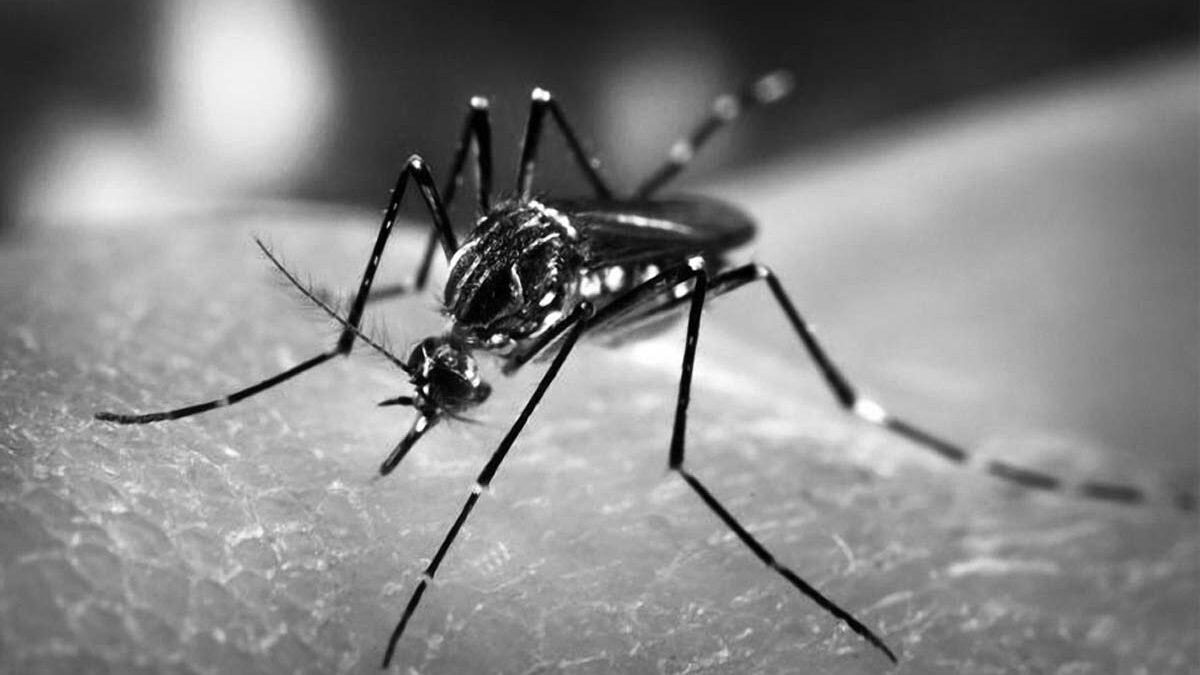 Aedes