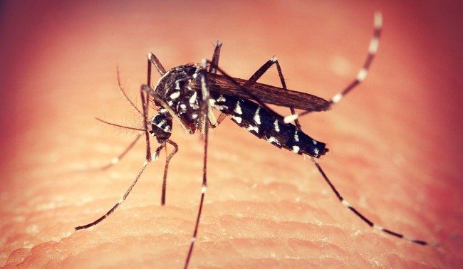Aedes mosquito