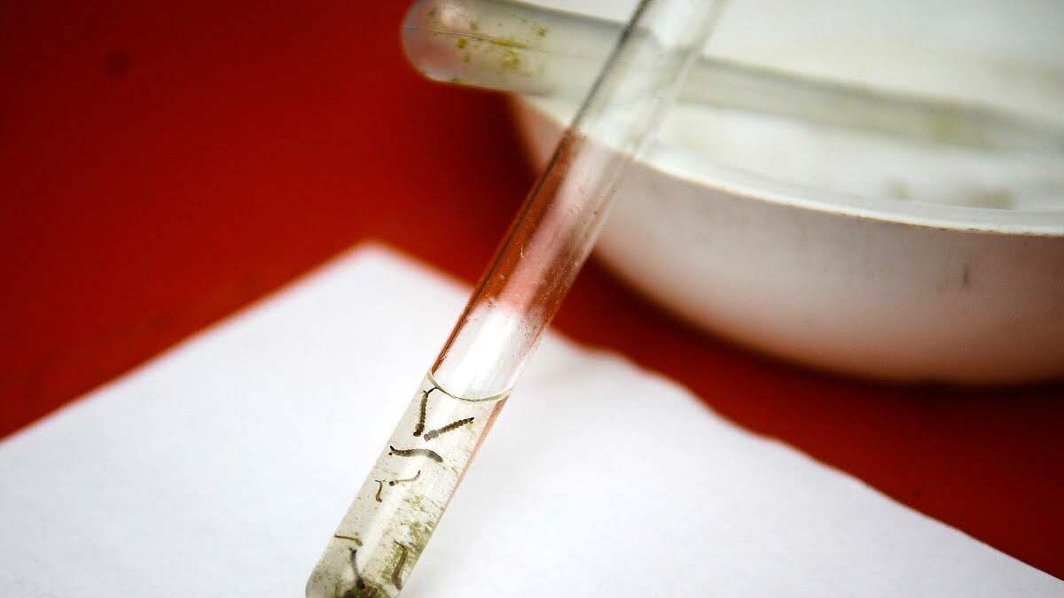 Mosquito Larvae