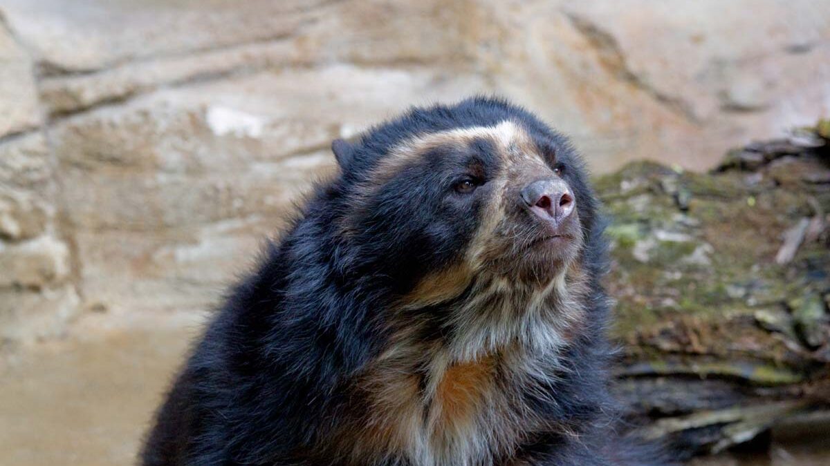 Oso Anteojos