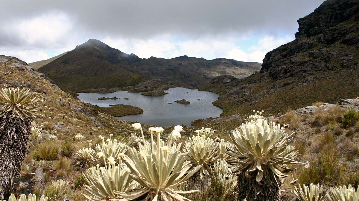 Paramo Santurban