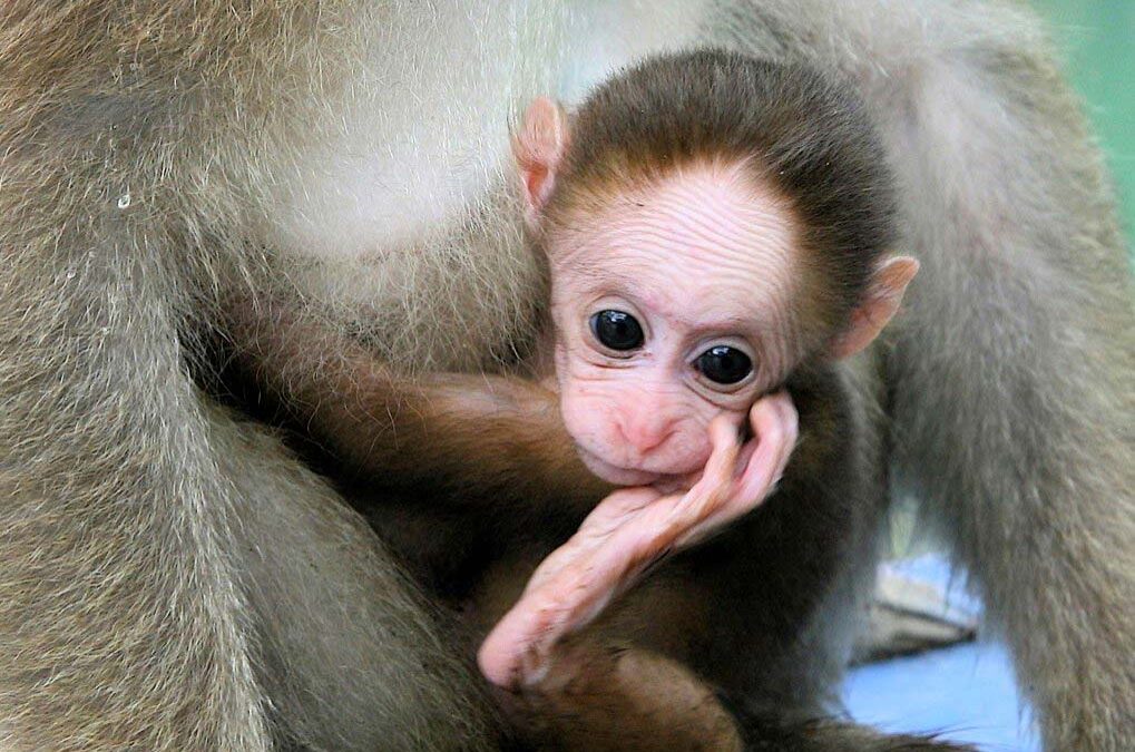 A Rhesus monkey