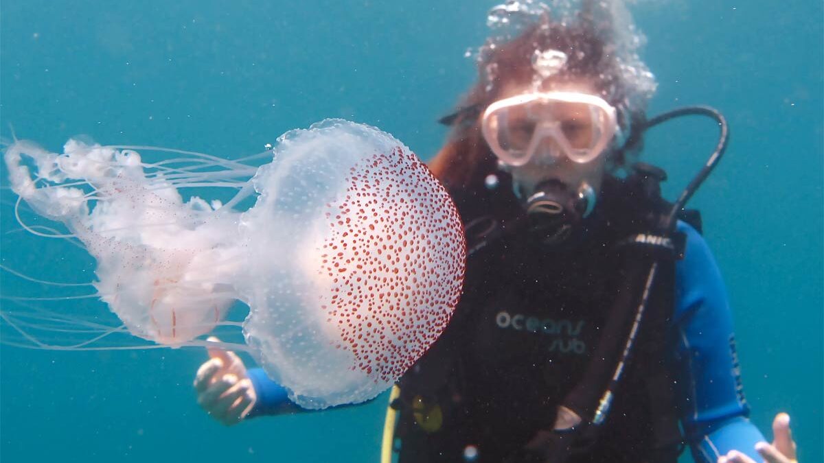 Jellyfish