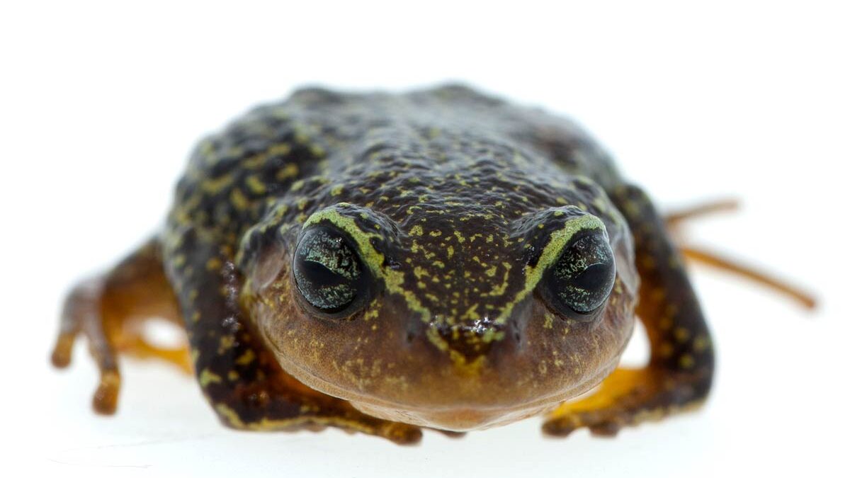 Pristimantis macrummendozai