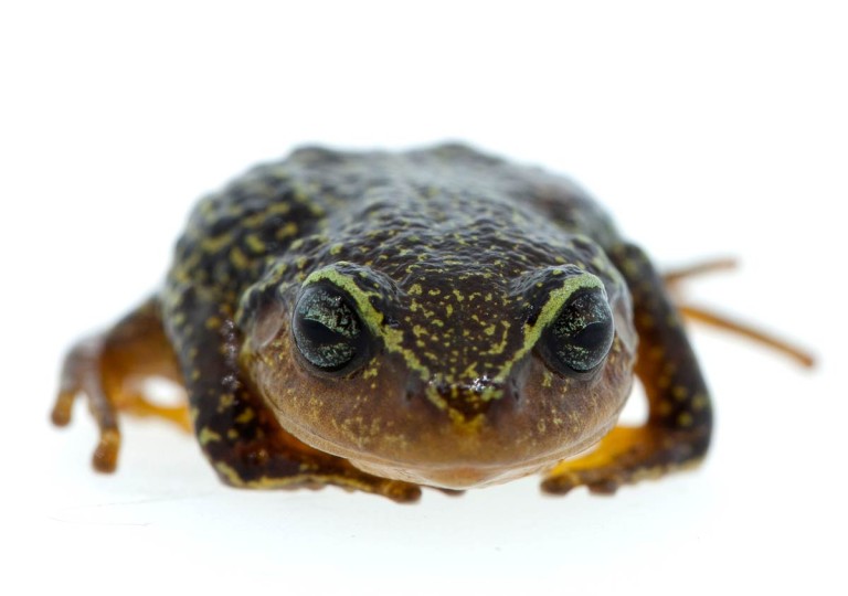 New species of high-altitude Andean frog discovered in Colombia
