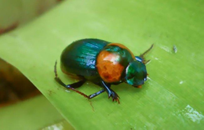 Scybalocanthon magnus