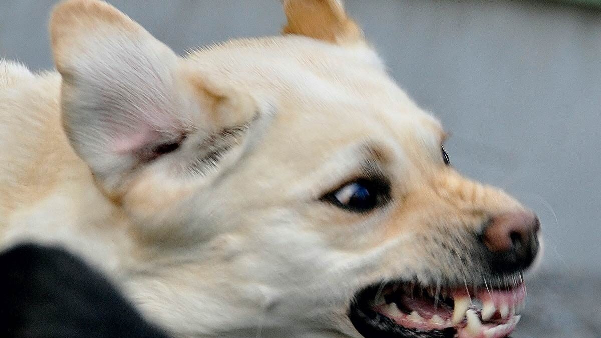 A snarling dog shows aggression.