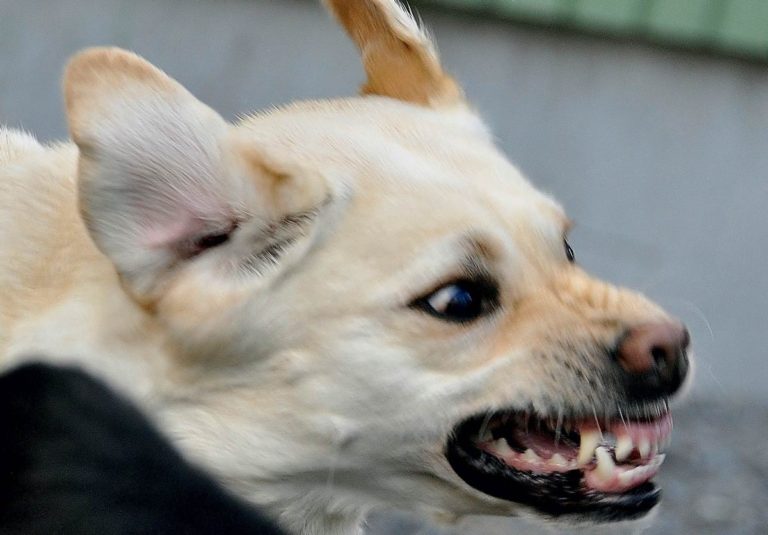 Colombia’s animal rights laws leave human victims muzzled