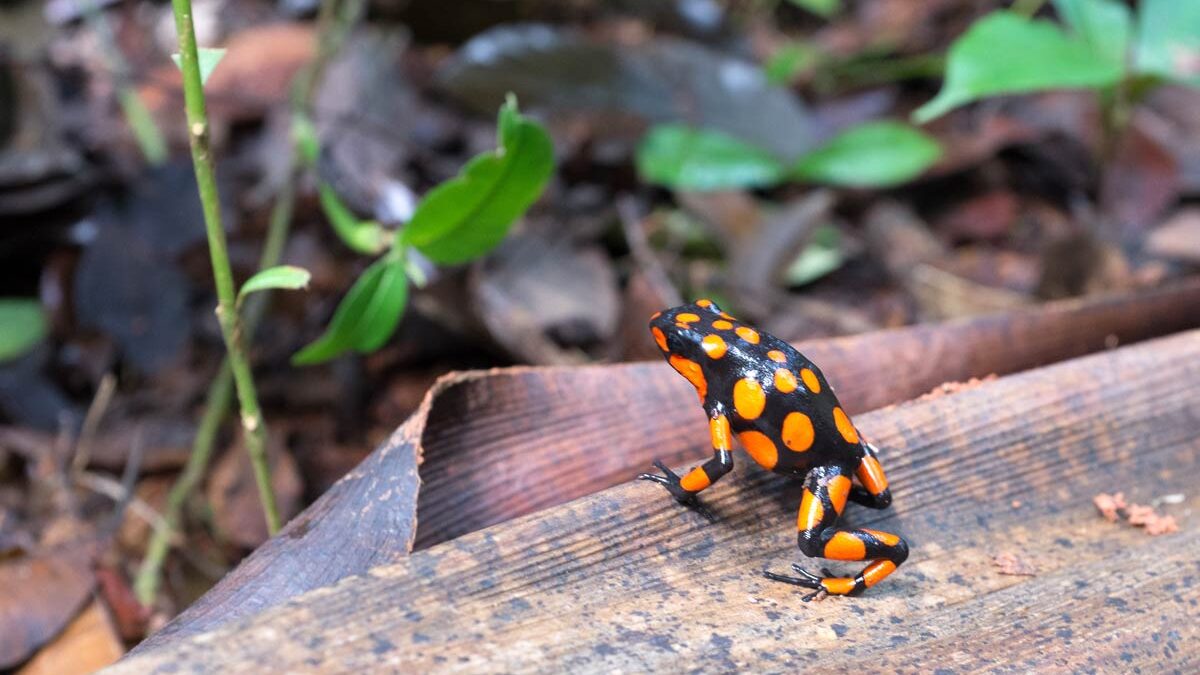 A poison arrow frog native to Colombia.