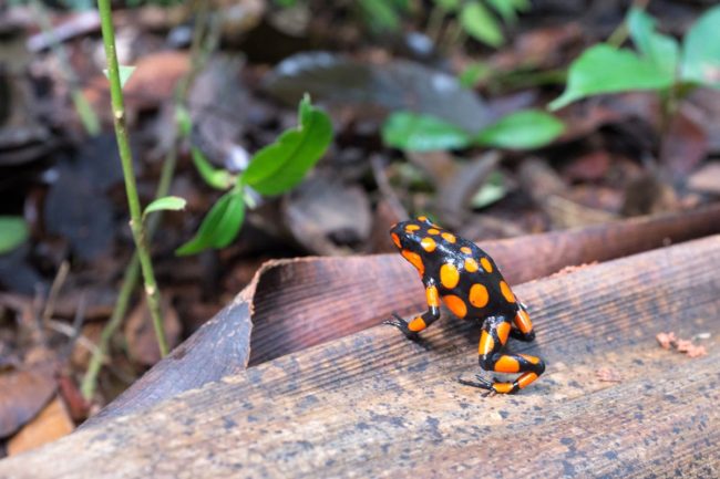A poison arrow frog native to Colombia.