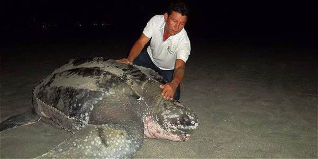 A leatherback sea turtle in Santa Marta