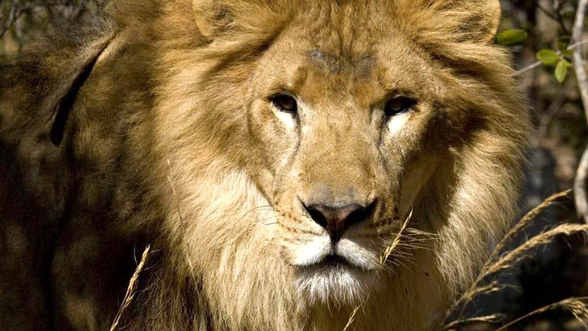 Lions rescued from Colombia and Peru are now free in South African cat sanctuaries.